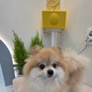 이웃집 메리 이미지