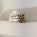 주니독 푸들말티즈말티푸 시흥강아지분양 네이버블로그