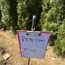 공흥로 | 2024 양평군산림조합 나무시장 방문 및 구매 후기(+매실나무, 앵두나무, 조팝나무 식재 후기)
