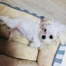 한국애견용품연구소 이미지