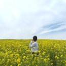 진성농장 | 고창 청보리밭 축제기간 고창날씨 실시간 이용정보 후기
