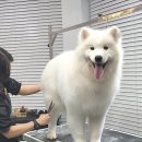 올 도그 그루밍(All DOG GROOMING) 이미지