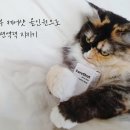 닥터스종합동물병원 | 버디부 케어샷 올인원 동물병원 입점 고양이 종합영양제 급여후기
