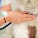 동물병원 HADA 이미지