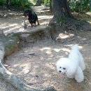 금나래 동물병원 | 닥스훈트 빼로와 함께 일자산공원 산책하기~♬♪♩