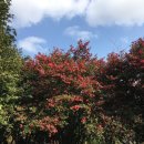 와룡가든 | [제주] 카멜리아힐, 겨울 로망 실현! 동백꽃 포토스팟