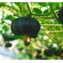 신계농장 이미지