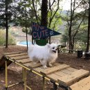 플레이라움(PLAYRAUM) | [경기도 파주] 사람도 행복한 반려견 캠핑장, 플레이 라움 👍🏻