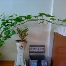 한가한오후 이미지