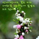 봄향기 이미지