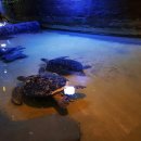 동양관광여행사 이미지