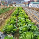 김장시작~🥬🥬🥬 이미지