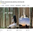 남조로사려니숲길 앞 | 사려니숲길 주차 제주 비밀의 숲길 산책