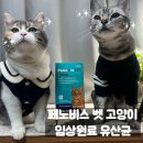 이조약국 | 페노비스 벳 고양이 임상원료 유산균 추천