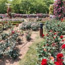 2021 비대면 축제, 장미꽃 필(Feel) 무렵 이미지