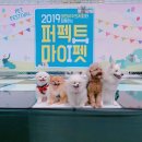 퍼펙트 마이펫 네이버블로그