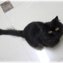 페르시안 검은색 고양이, 아메리카 숏헤어 고양이 무료로 분양합니다~ 사진 구경하고 가세요. 이미지