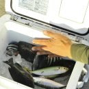 선창가 민박 이미지