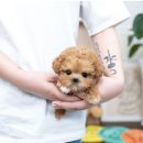 유앤미펫 강아지분양 고양이분양 위례점 이미지