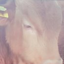 한성목장 이미지