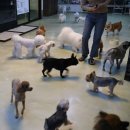 안녕, 멍멍아 이미지