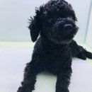 루이스24시동물병원 이미지