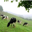 직영목장 이미지