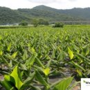 옻율당한약국 이미지