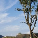 도그아일랜드 이미지