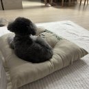 호두맘
