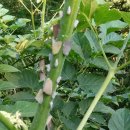 선녀농장 이미지