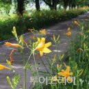 원추리 이미지