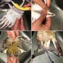 [가을 꽃게 제철시기 직거래] [서해안 활꽃게 파는곳] [숫꽃게 택배 1kg 가격 판매] 이미지