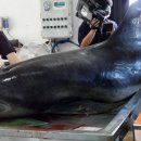 제주 돌고래 이미지