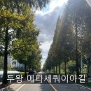 지산3로 | 울산 지산저수지 &amp; 두왕 메타세쿼이아길 산책코스 후기 | 가을 감성 가득한 걷기 좋은 길