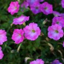 카페아이노스 이미지