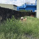 협재마당 이미지