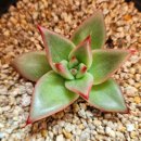 별따오기 이미지