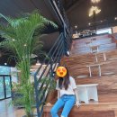 팍스디엠지 이미지