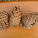 나의살던고향민박 이미지