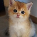 애월캐터리 이미지