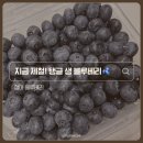 정아식품 | 정아블루베리팜 블루베리생과 국산블루베리 요거트토핑부터 건강간식까지 맛있게 먹는법