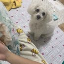 보키쌀롱
