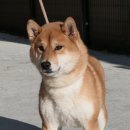 시바견 전문 가도켄넬 이미지