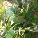 어성초 자소엽 녹차 발모팩 만드는법 다이어트 피부 위와 장 혈액순환 통풍 자소엽씨앗 이미지
