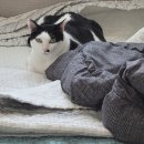 문현동물병원 이미지