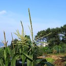 해돋이마을 이미지