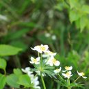 조선바람꽃 < 바람꽃(러시아 연해주 야생화 2)