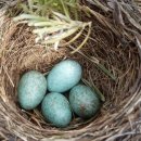 둥지나래 이미지