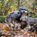 허브애견 이미지